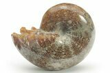 Polished Agatized Ammonite (Phylloceras?) Fossil - Madagascar #220394-1